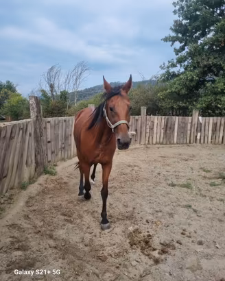 Cavallo Trotter Baio