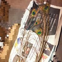 piume penne pavone vere casa decorazioni colori