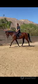 Cavallo Kwpn
