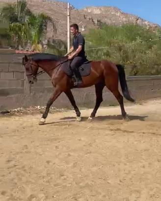 Cavallo Kwpn