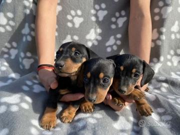 Bassotti nani vari colori