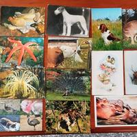 Cartoline animali 
