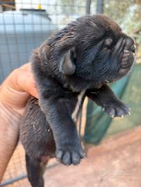 Cane corso
