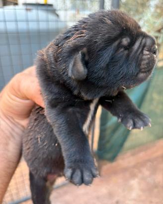 Cane corso