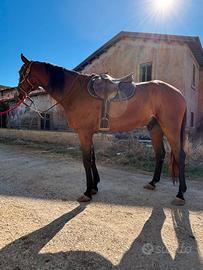 CAVALLO da PASSEGGIATA