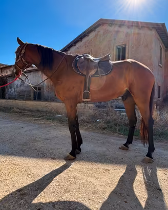CAVALLO da PASSEGGIATA