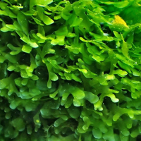 Muschio Pellia (Pellia moss o Subwassertang)