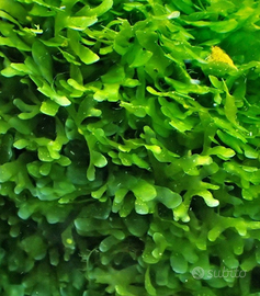 Muschio Pellia (Pellia moss o Subwassertang)