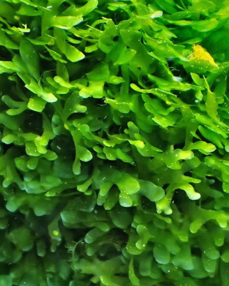 Muschio Pellia (Pellia moss o Subwassertang)