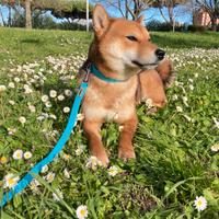 Shiba con pedigree per accoppiamento