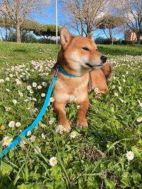 Shiba con pedigree per accoppiamento