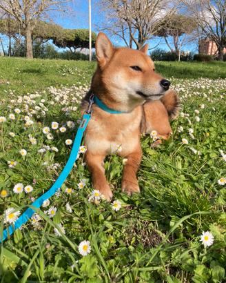 Shiba con pedigree per accoppiamento
