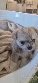 chihuajua mix maltese
