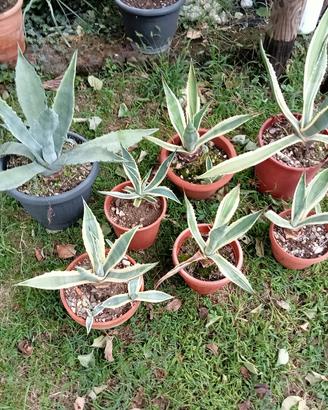 Agave