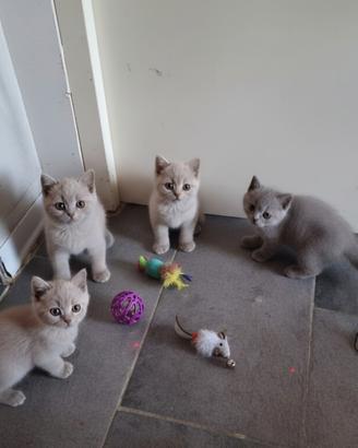 Meravigliosi cuccioli di british shorthair