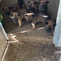 Cuccioli di pastore belga malinois
