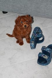 Cuccioli di barboncino