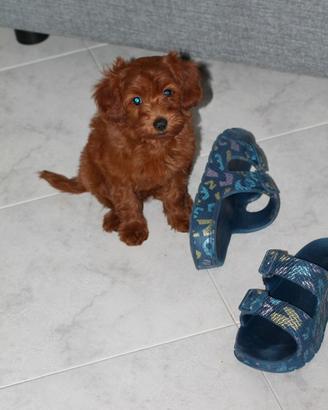 Cuccioli di barboncino
