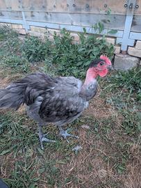 Gallo collo nudo