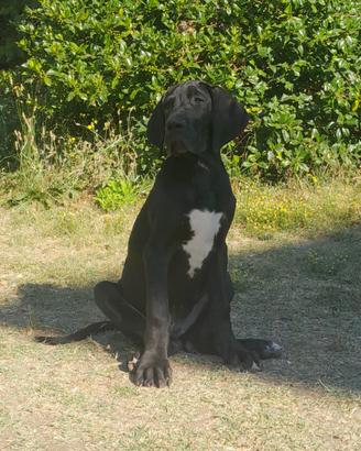 Cuccioli Alano