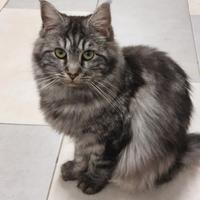 Maine coon femmina vuole fidanzato