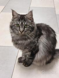 Maine coon femmina vuole fidanzato