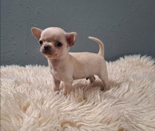 Mini mini chihuahua pedigree enci