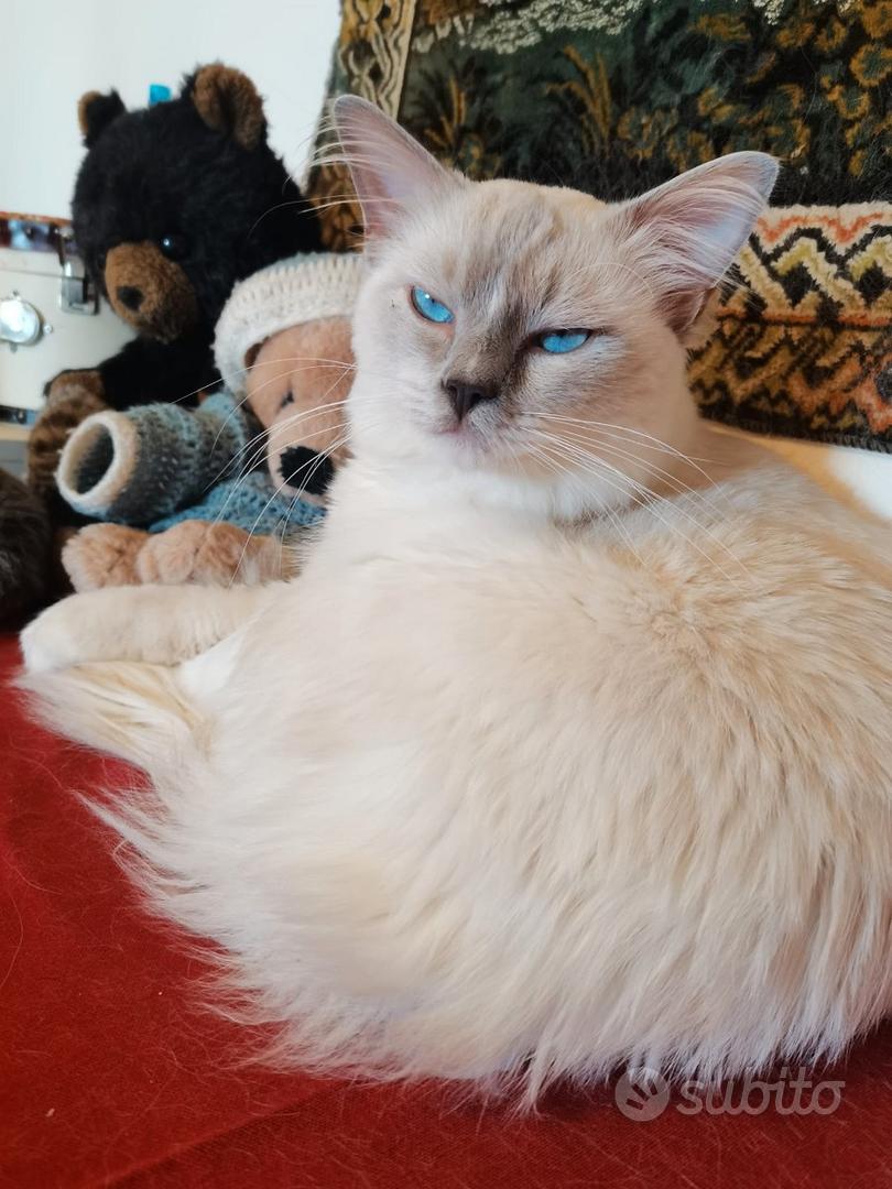 Razze gatt: Ragdoll | Gatto ragdoll, Gatt, Gatt e gattn