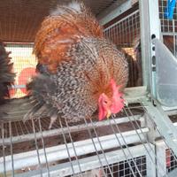 Coppie Cocincina nana