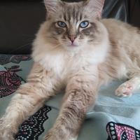 Maschio per accoppiamento