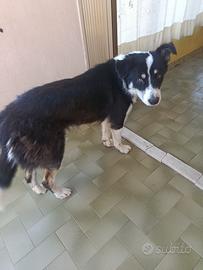 Border collie 11 mesi