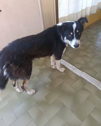 Border collie 11 mesi