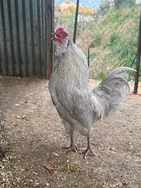 Gallo ameraucana argento
