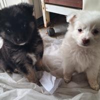 Cucciole femmine taglia piccola