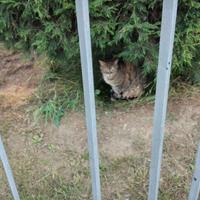 Gattina