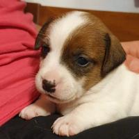 Jack Russell Terrier cuccioli Pedigree ROI