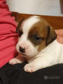 Jack Russell Terrier cuccioli Pedigree ROI