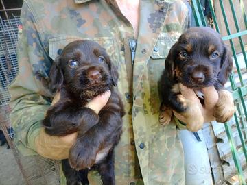 Cani cuccioli di Spaniel Tedesco