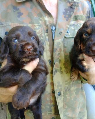 Cani cuccioli di Spaniel Tedesco