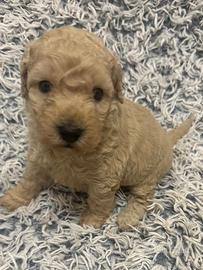 Barboncino cuccioli pura razza