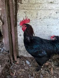Galletto Marans