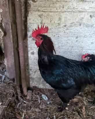 Galletto Marans