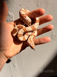 Baby boa constrictor maschio albino
