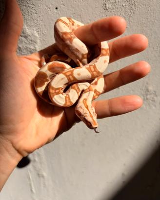Baby boa constrictor maschio albino