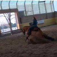 Castrone 4 anni reining