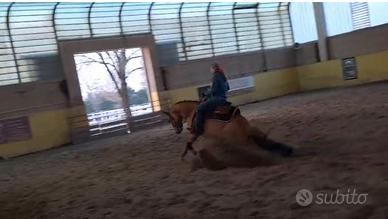 Castrone 4 anni reining