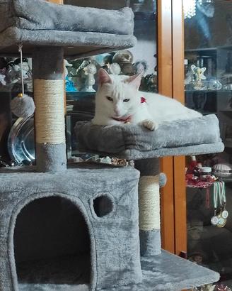 Struttura parco giochi per gatti 