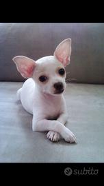 Chihuahua pincher