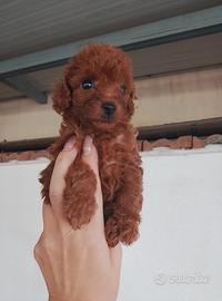 Barboncino toy