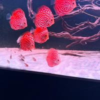Discus pigeon blood polkadot 10/12cm